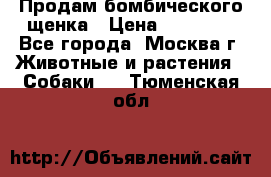 Продам бомбического щенка › Цена ­ 30 000 - Все города, Москва г. Животные и растения » Собаки   . Тюменская обл.